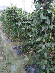 种植油麻藤，收益如何？