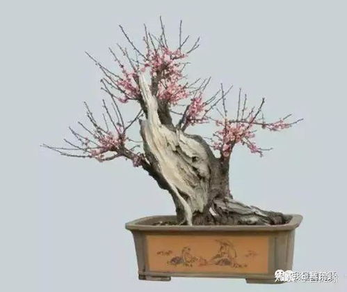 黄腊梅盆栽梅花如何养护才能绽放？