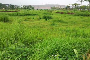 聪明Zuo法：杨树林里套种蒲公英