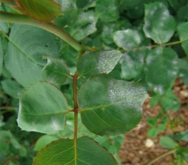 月季花病虫害严重怎么办？快来kankan这些“偏方”