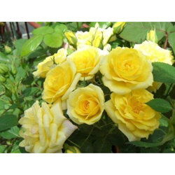 月季花， 花中皇后