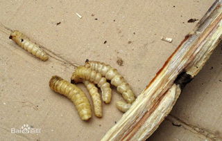 2. 黄板诱捕，诱敌上钩