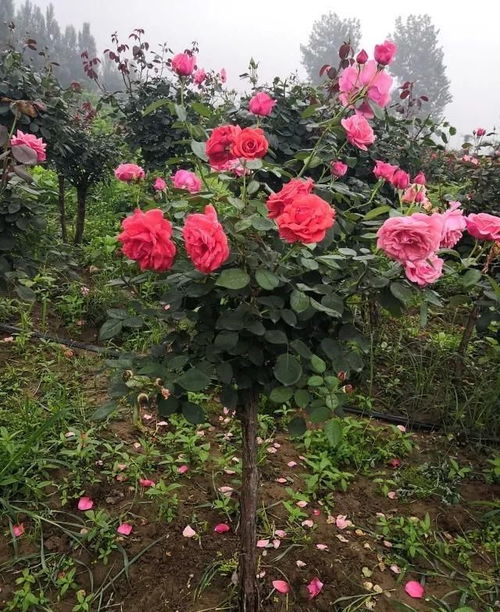 夏季月季浇水问题及解决