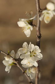 光影魔术，桃花夜夜开