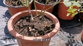 34-35盆栽月季， 休眠期也要注意
