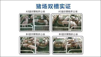 规模化养猪场如何实现低成本、高效益、绿色环保的转型