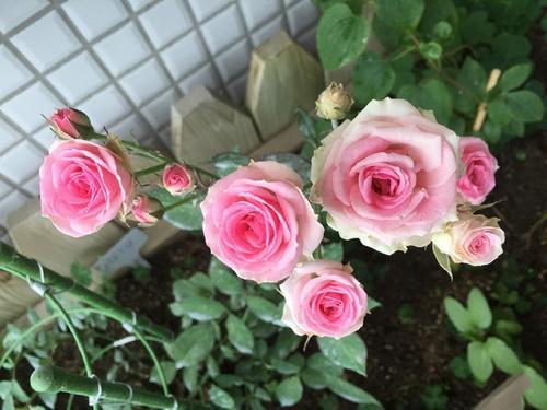 这花的名字是咋写的呢？