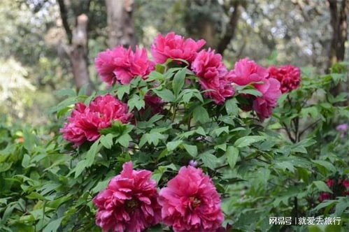 牡丹花在几月份开花？它的花期有多长