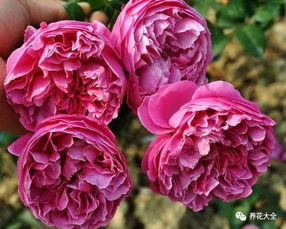 卡里布拉柯德娜月季的养护小贴士