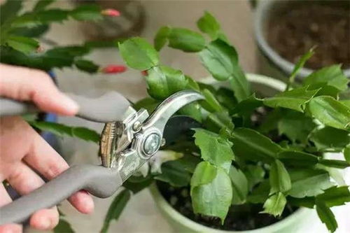 凤尾竹修根时如何正确修剪其根部以促进生长