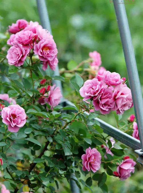 冬天来了藤本月季怎么办？