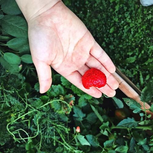 爬山虎在现代医学中的应用