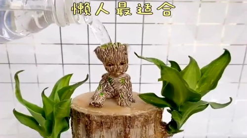 请问蓬莱松怎么才能养活，能否让它茁壮成长