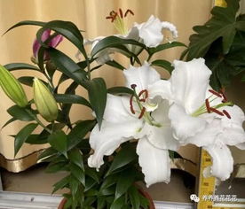百合花开爆盆？修剪技巧揭秘