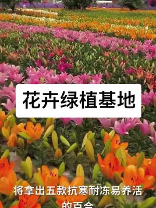 盆栽香水百合如何养护？如何让花朵更加娇艳
