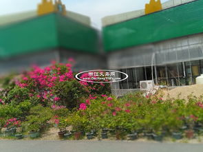 苗木市场的丰富选择