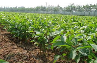 农药用得越多，核桃越健康？