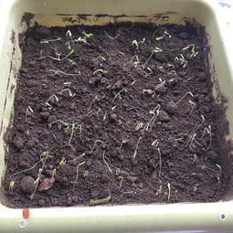 播种五针松，预处理三步走