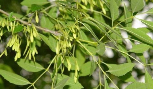 防病要会土方子：白蜡树种植的常见问题及解决办法