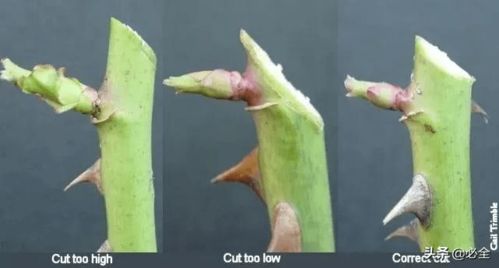 修剪时间， 随机应变