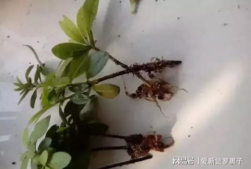 剪下的太阳花怎么保存？防止枯萎有妙招吗