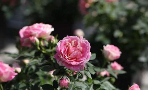 磷钾肥：开花神器