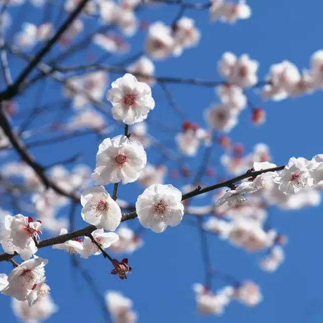 梅花夏天为何突然掉叶？