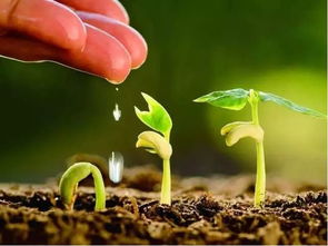 柳叶莲华专用土配比，种植土壤秘籍！