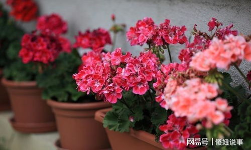 揭秘天竺葵的绽放秘诀：掌握其开花周期，让花开不再错过！