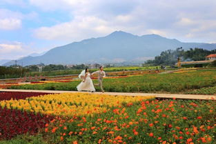 大余黄龙花木园，隐匿于何处