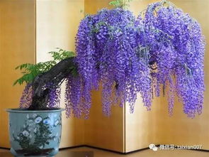 紫藤花开，美国风情