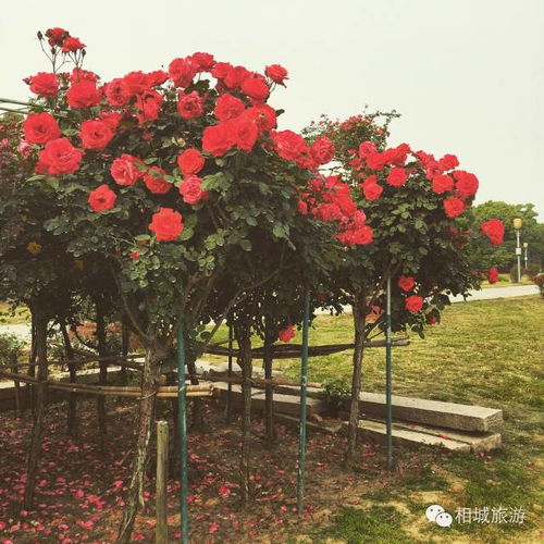 树状月季， 长得像树，却不开花