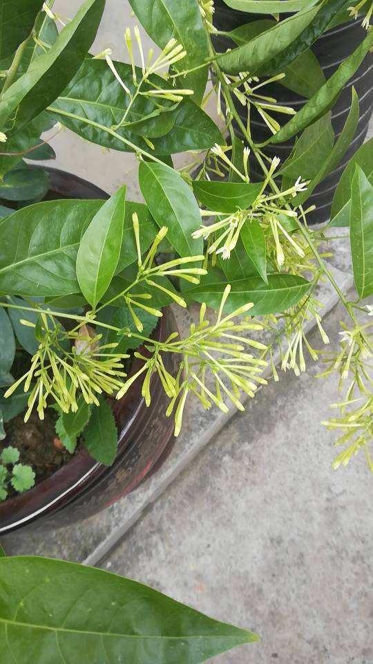 垂盆草长了小虫怎么办？如何安全有效除虫