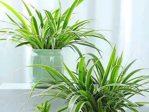 常见耐阴草坪品种介绍