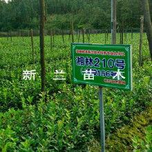 湘潭燕山茶油基地：丰城嫁接茶油苗热销中，联系电话速查！