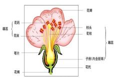 雄蕊有花药吗？雌蕊有子房吗