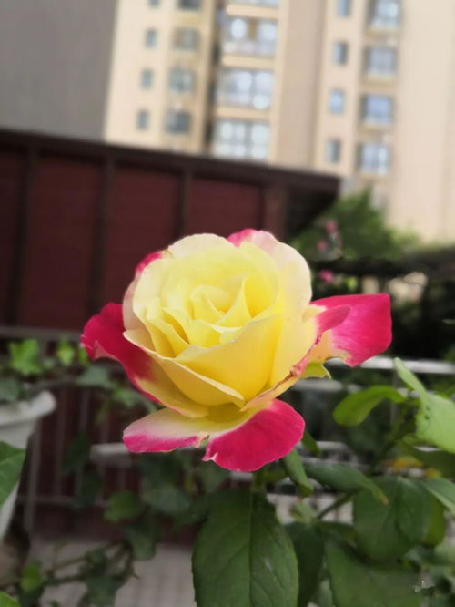 珊瑚果冻月季：果香浓郁， 清新宜人