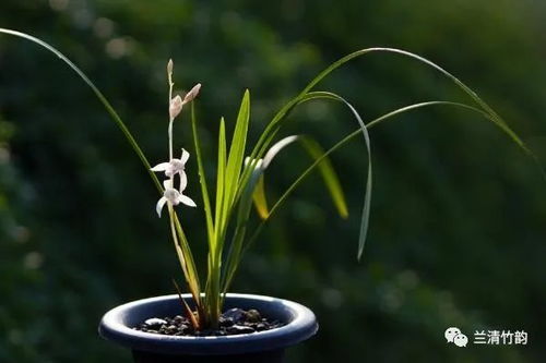 如何修剪和塑造兰花？
