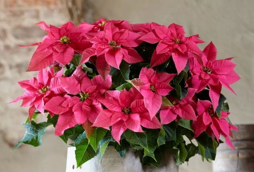 新手种植指南：简单易行，平安第一