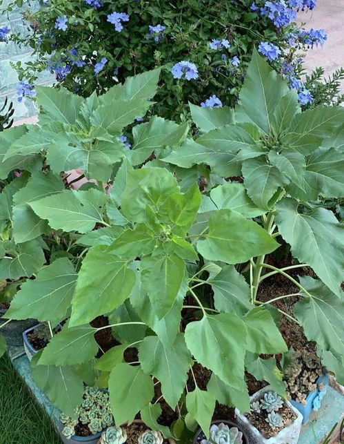 如何在家中种植向日葵种子，才能确保它们茁壮成长并开出美丽的花朵呢