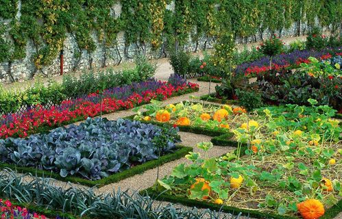 墙角的秘密花园：适合种植的蔬菜和花卉