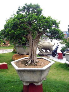 粘性土壤与砂质土壤， 浇水有区别