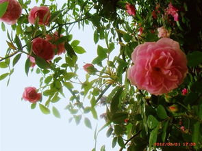 胭脂扣月季：美丽背后的故事