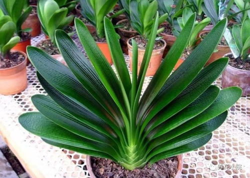 浇水不当是主因