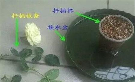 黄桷兰扦插技巧中，哪些关键因素决定了其成活率