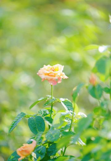 秋天月季不杀菌，病菌会不会跟着回家？真实经历告诉你后果