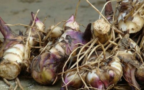 美人蕉粉的价格之谜