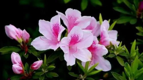 杜鹃花在什么季节开放？春季是杜鹃花绽放的最佳时期吗