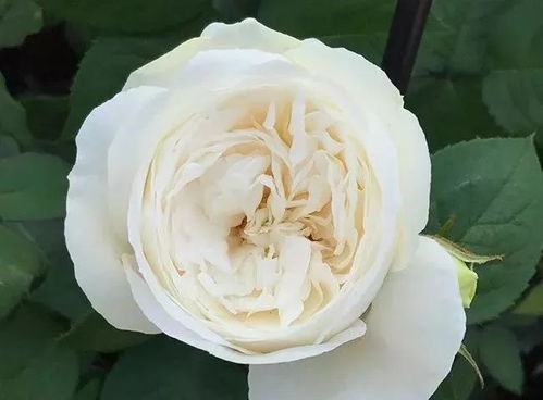 伊芙·婚礼之路：多季节重复开花的切花月季