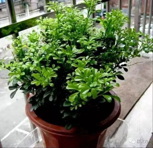 米兰开花了浇水量要怎么控制呢